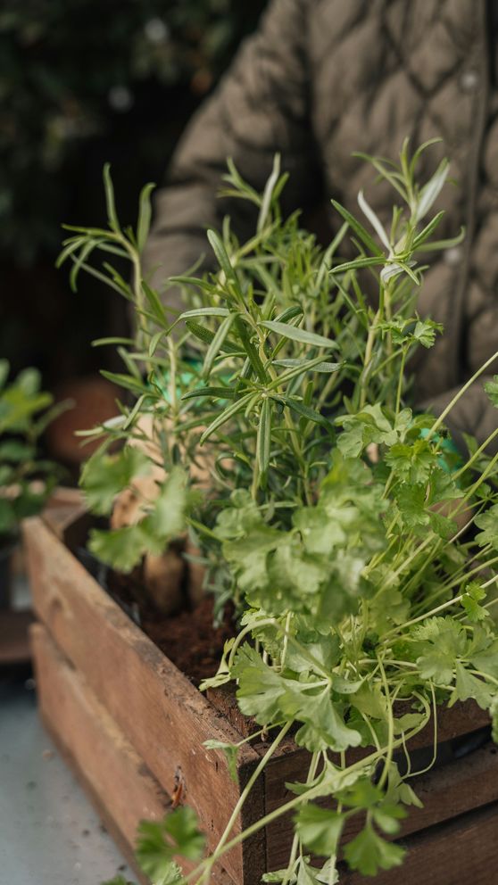 Kräuterbeet anlegen: von Aussaat bis Überwinterung