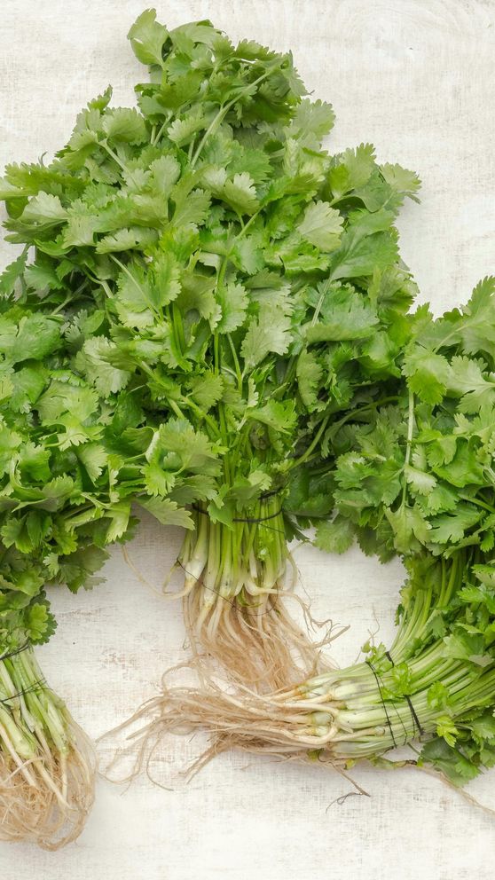 Ist Koriander gesund? 