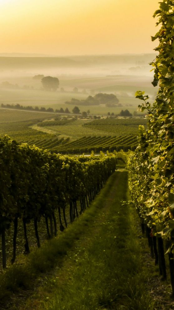 Wie wird Wein hergestellt
