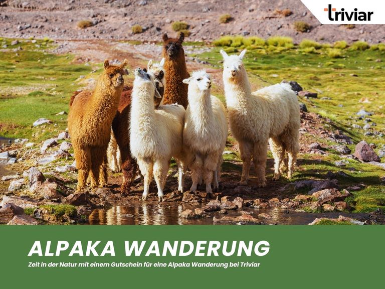 Alpaka Wanderung Gutschein